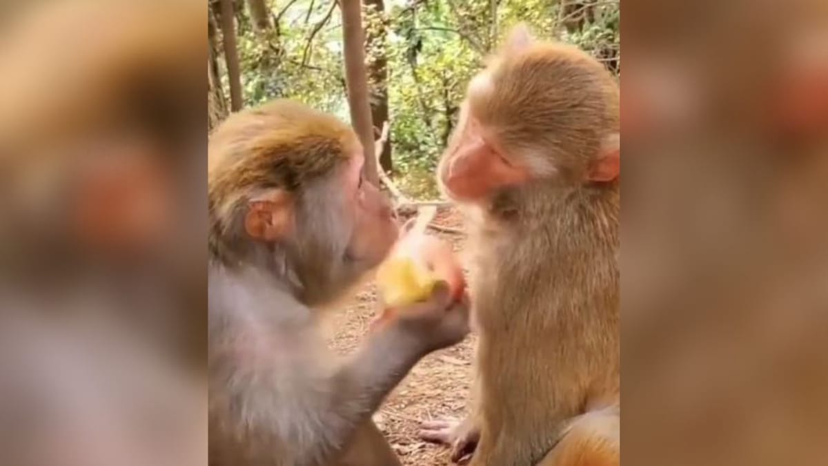 Instagram Funny video : લો બોલો...વાનરે કર્યું માણસો જેવું વર્તન, વીડિયો જોઈને હસવું કંટ્રોલ નહીં કરી શકો Instagram Funny video : લો બોલો...વાનરે કર્યું માણસો જેવું વર્તન, વીડિયો જોઈને હસવું કંટ્રોલ નહીં કરી શકો