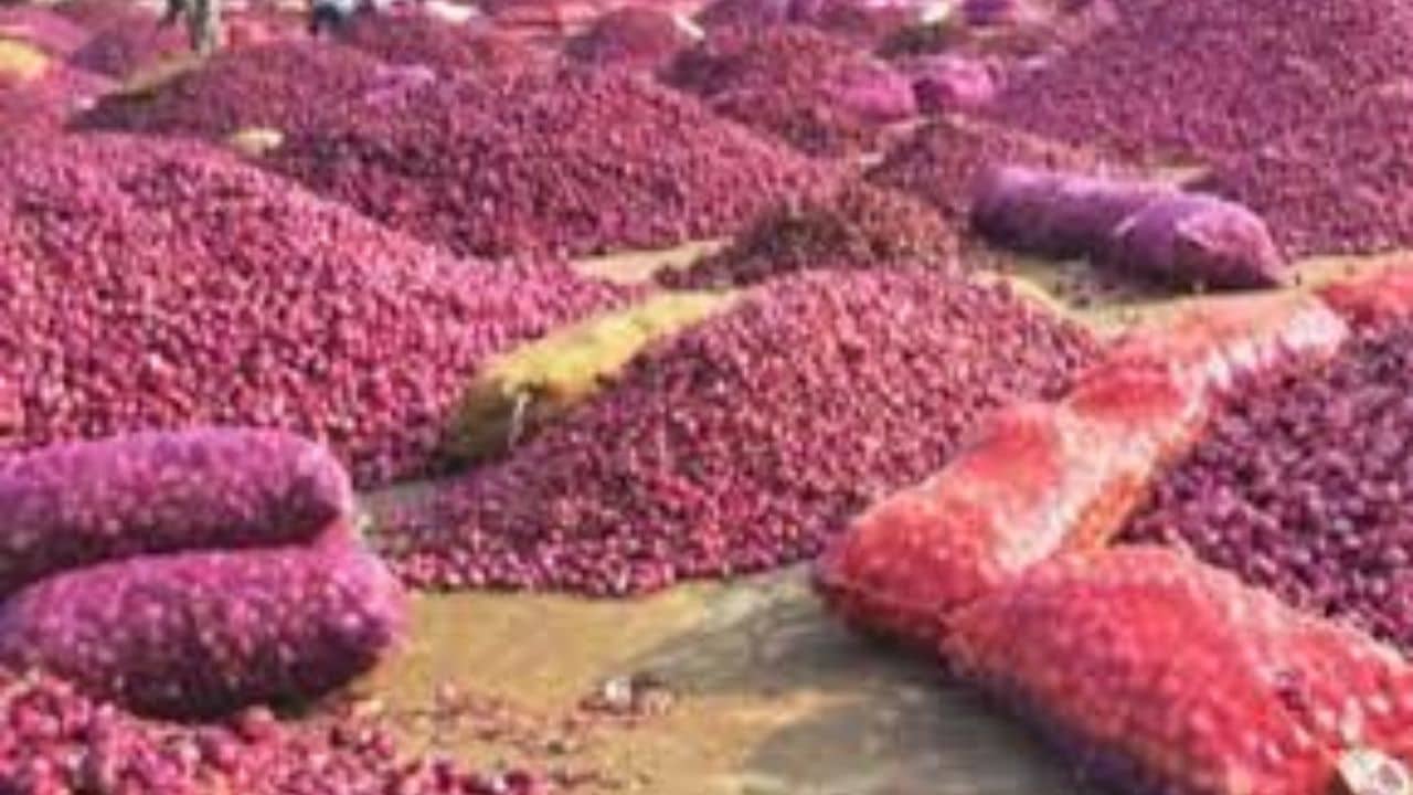 Gujarati Video : ગોંડલ માર્કેટ યાર્ડમાંથી ડુંગળીની આંતરરાજ્ય વેચાણ શરૂ, પ્રથમ વખત ટ્રેન મારફતે પરપ્રાંતમાં મોકલાઈ