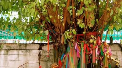 પીપળાના ઝાડ પર હોય છે આ દેવતાનો વાસ, પૂજા કરવાથી મળે છે સુખ-સમૃધ્ધી, સાથ જ મળે છે પિતૃઓના અશિર્વાદ