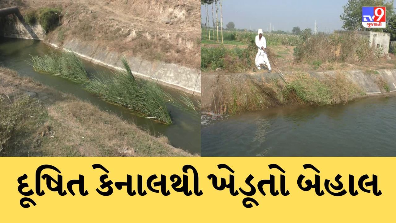 Rajkot : ધોરાજીથી પસાર થતી ભાદર ડેમની કેનાલ અત્યંત દૂષિત, ખેડૂતો જાતે કેનાલમાં ઉતરીને સફાઈ કરવા મજબૂર