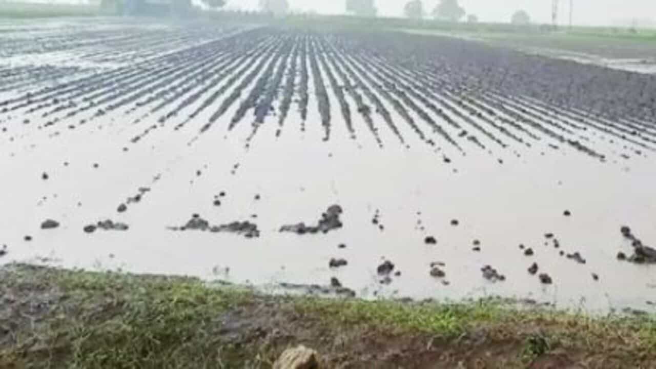 Unseasonal Rain : ગુજરાતના અનેક જિલ્લામાં કમોસમી વરસાદ, માવઠાથી ધરતીપુત્રોના હાલ બેહાલ, મકાઈ, કપાસ સહિતના પાકને ભારે નુકસાન