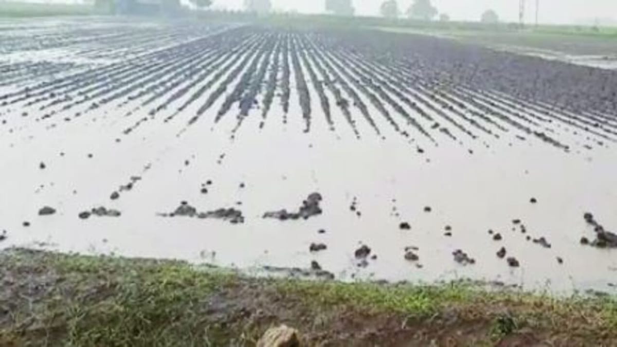 Unseasonal Rain : ગુજરાતના અનેક જિલ્લામાં કમોસમી વરસાદ, માવઠાથી ધરતીપુત્રોના હાલ બેહાલ, મકાઈ, કપાસ સહિતના પાકને ભારે નુકસાન