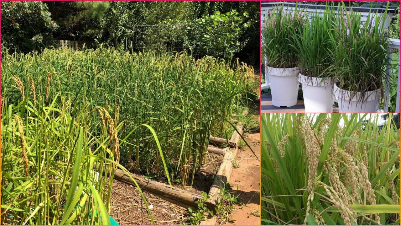 Rice Farming at Home ઘરના બગીચામાં કેવી રીતે ચોખા ઉગાડવા ? જાણો