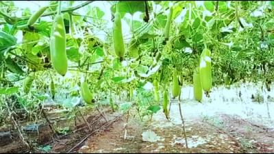 આ પદ્ધતિથી શાકભાજીની ખેતી બદલી રહી છે ખેડૂતોનું નસીબ, ભાવ પણ સારા મળે છે