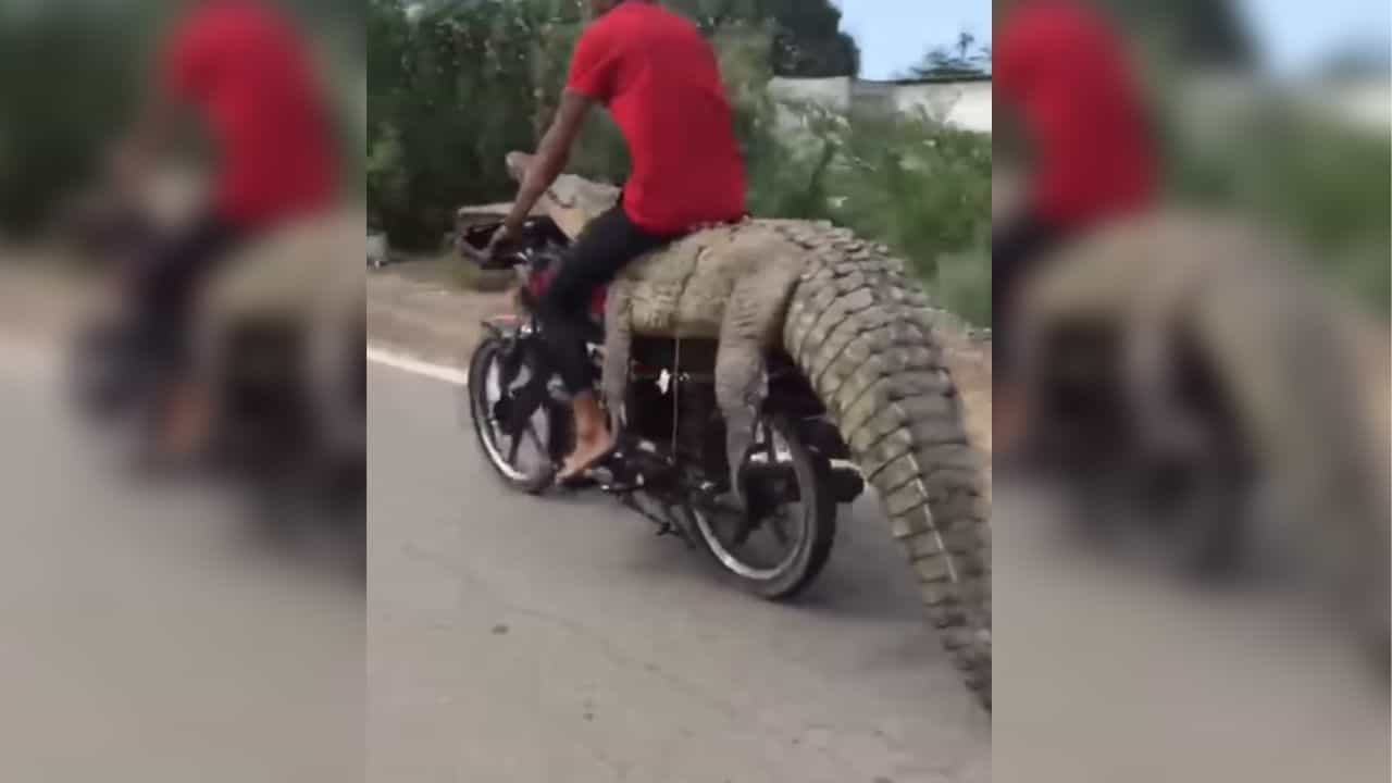 Instagram Reel : મગરની ઉપર બેસીને ચલાવી બાઈક, Viral video જોઈને લોકો થઈ ગયા હેરાન