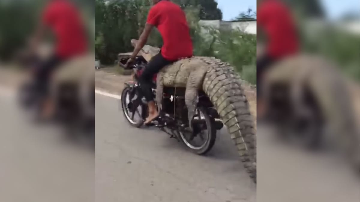Instagram Reel : મગરની ઉપર બેસીને ચલાવી બાઈક, Viral video જોઈને લોકો થઈ ગયા હેરાન