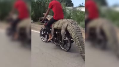 Instagram Reel : મગરની ઉપર બેસીને ચલાવી બાઈક, Viral video જોઈને લોકો થઈ ગયા હેરાન