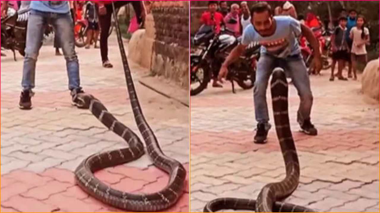 ખતરનાક કિંગ કોબ્રાની પૂંછડી પકડી શખ્સ કરી રહ્યો હતો કાબૂ, પછી થયું કંઈક આવું, જુઓ આ Snake Viral Video