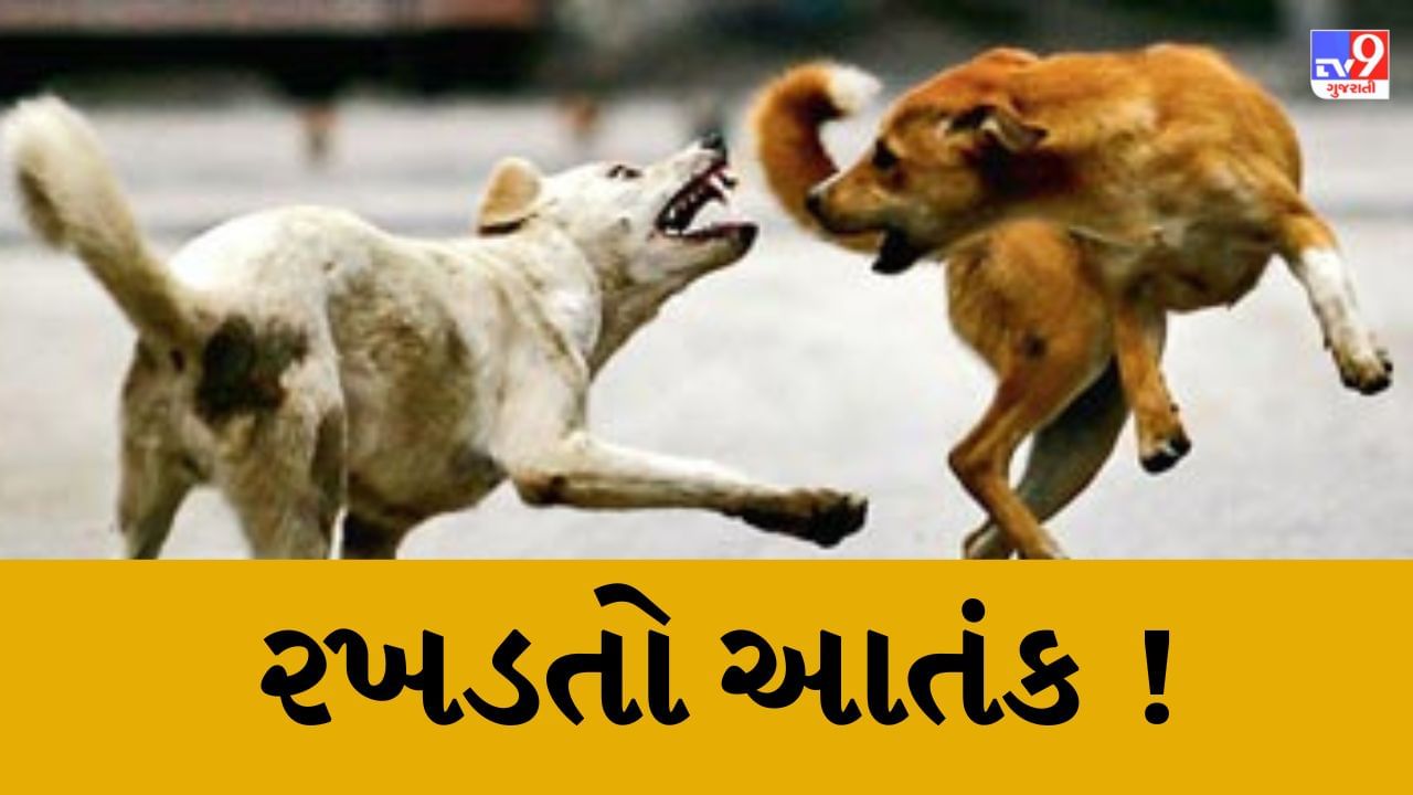 Gujarati Video : રાજકોટમાં અઢી વર્ષના બાળકને ત્રણથી ચાર શ્વાને ભર્યા બચકા, લોહીલુહાણ હાલતમાં લઇ જવાયો હોસ્પિટલ