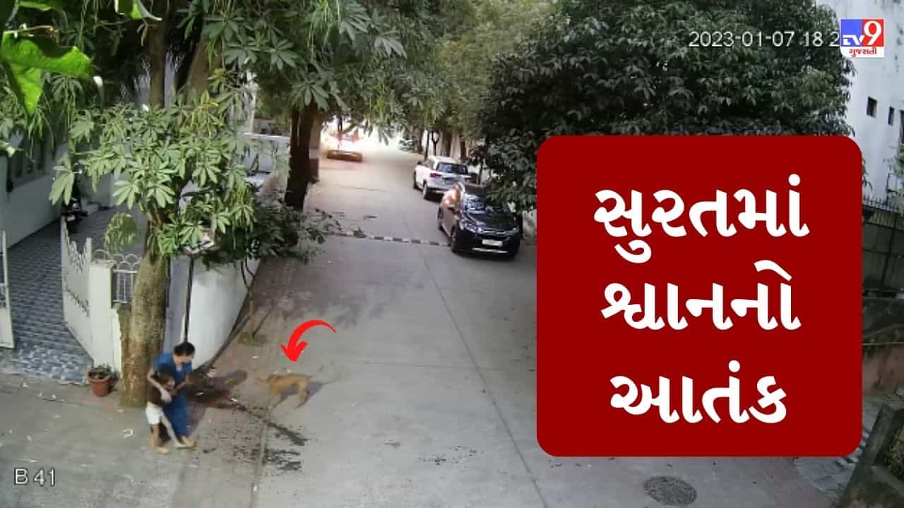 Video : સુરતમાં રખડતા શ્વાનનો આતંક, અશ્વિની કુમાર વિસ્તારમાં શ્વાને નાની બાળકીનો ગાલ કરડી ખાધો, સમગ્ર ઘટના CCTVમાં કેદ
