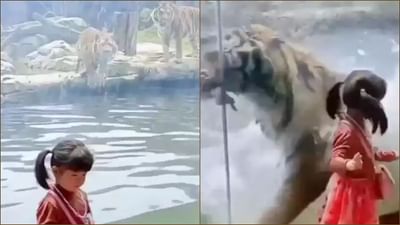 બાળકી ફોટો પડાવી રહી હતી અચાનક વાઘે મારી છલાંગ, પછી થયું કંઈક આવું, જુઓ Shocking Viral Video