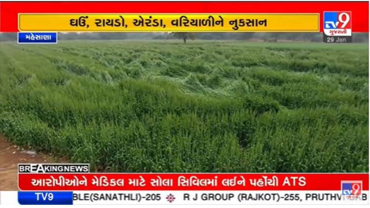 Gujarati Video : મહેસાણામાં માવઠાથી ખેતરમાં ઉભા પાકને નુકશાન, ખેડૂતોની ચિંતા વધી
