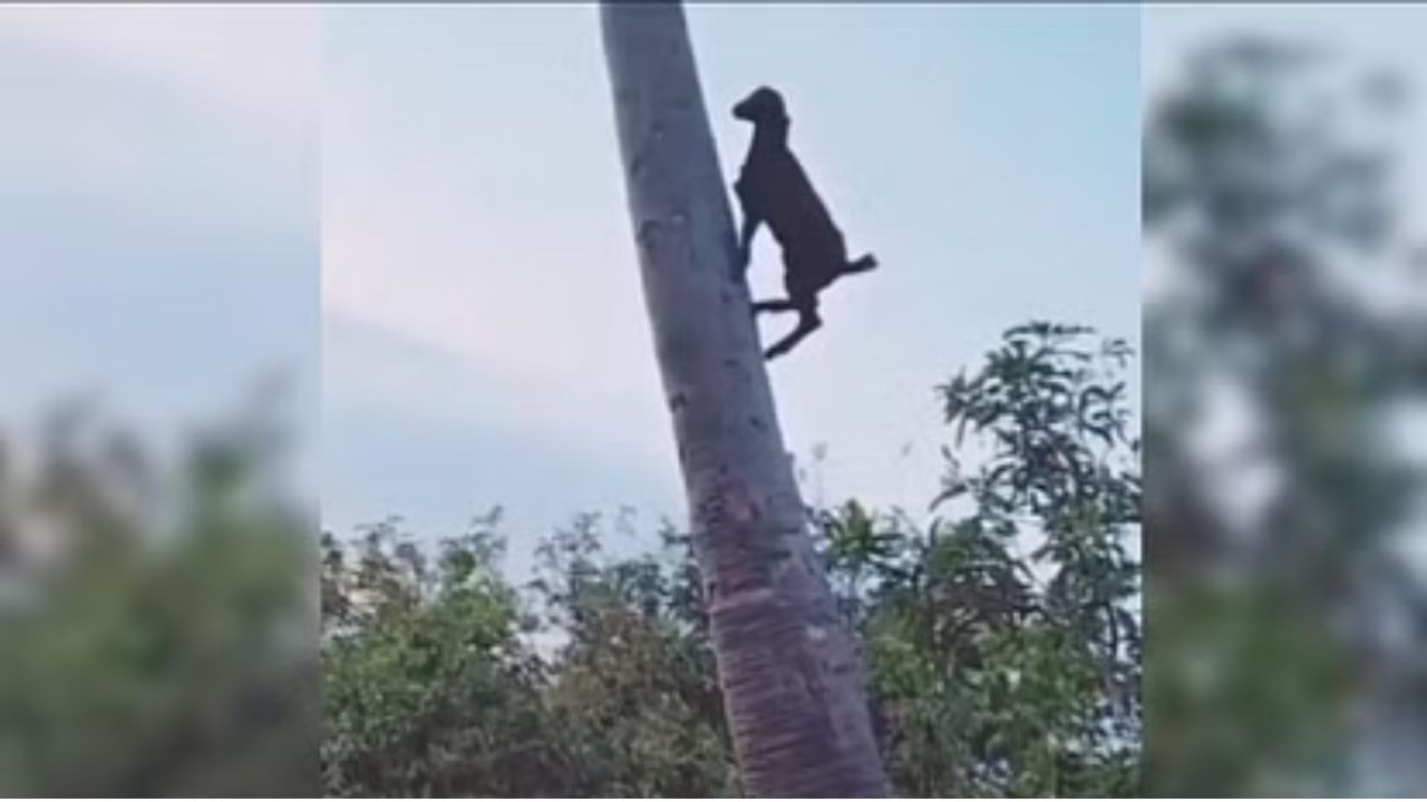 'બકરી ચડી ઝાડ પર' !!! વીડિયો જોઈ તમે પણ થઈ જશો દંગ, જુઓ Viral Video