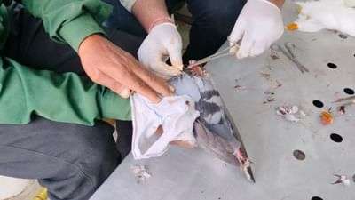 સમગ્ર ગુજરાતમાં ચાલી રહેલા કરુણા અભિયાન નિમિત્તે વડોદરામાં પણ પક્ષી બચાવો અભિયાનની શરૂઆત કરવામાં આવી છે.