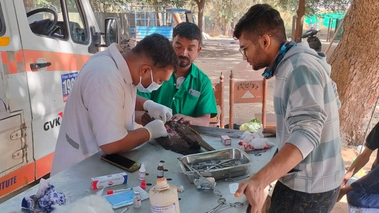 સમગ્ર રાજ્યમાં 20 જાન્યુઆરી સુધી કરુણા અભિયાન હાથ ધરવામાં આવ્યું છે. જેથી મોટી સંખ્યમાં પશુ-પક્ષીઓના જીવ બચાવી શકાય. 

