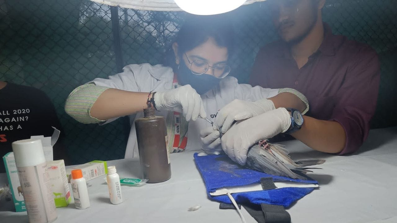 વડોદરામાં મકરપુરા, માંડવી ગેટ,સયાજી બાગ, બાળભવન ફોરેસ્ટ કચેરી, કલાદર્શન ચાર રસ્તા અને હરિનગર ચાર રસ્તા ગોત્રી સહિત પાંચ ફરતા પશુ દવાખાના અને બંને કરુણા એમ્બ્યુલન્સના વેટનરી ડોક્ટર ડો. ચિરાગ પરમાર  ડો. મેઘા પટેલ , ડો.બીજલ ત્રિવેદી ડો.પાર્થ ગજ્જર , ડો. સતીશ પાટીદાર, ડો.પુષ્પેન્દ્ર પુવાર, ડો. પ્રજ્ઞા પ્રકાશ મિશ્રા, ડો. રવિ પટેલ અને તેમની ટીમ ભેગા મળીને કરુણા અભિયાનના પહેલા જ દિવસે ઘાયલ પક્ષીઓની સારવાર કરી તેમના જીવ બચવામાં મહત્વની ભૂમિકા ભજવી છે.