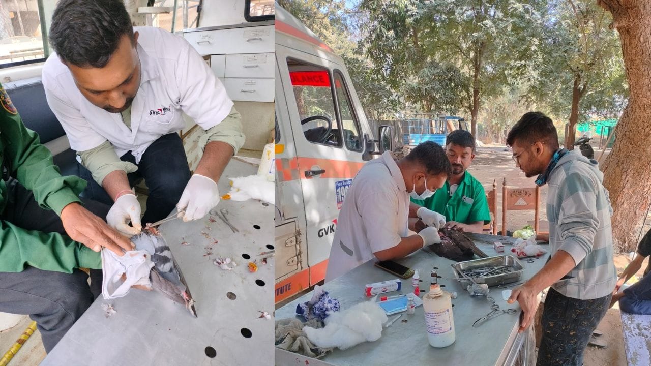 EMRI ગ્રીન હેલ્થ સર્વિસની કરુણા એમ્બ્યુલન્સ અને ફરતા પશુ દવાખાના દ્વારા આ માનવતા અને સેવાનું કાર્ય 20 જાન્યુઆરી સુધી ચાલશે. 
