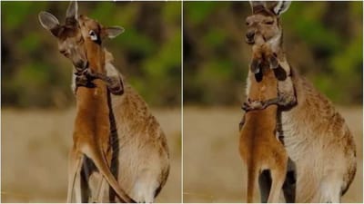 Viral Video : તમે ક્યારેય નહીં જોયો હોય આવો અદ્દભુત વીડિયો, કાંગારુઓએ યુઝર્સને કર્યા ભાવુક