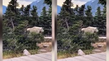 Viral Video: A dangerous strange animal was seen roaming in the forest,  people understood it as a mythical creature – Viral Video huge muscular  mountain goat seen in forest Pipa News |