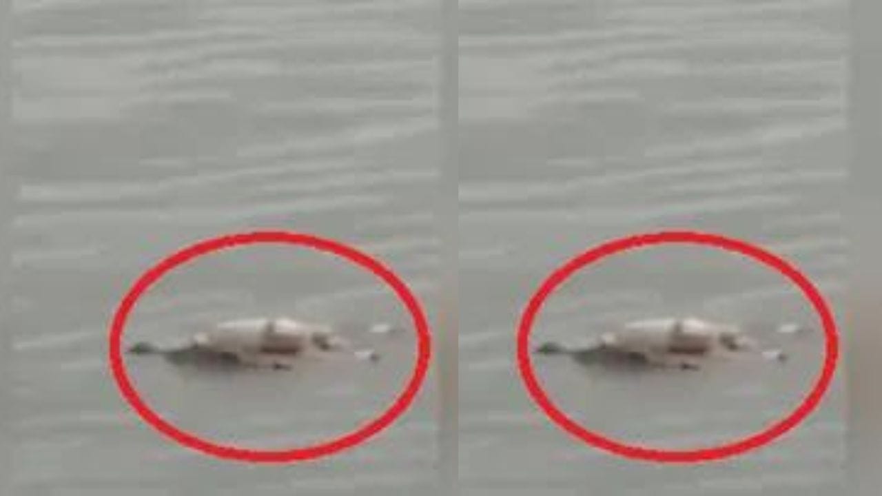 Viral Video: મગરની ઉદારતા... નદીમાં ડૂબી ગયેલા બાળકનો મૃતદેહ પરિવારને સોંપવા આવ્યો, લોકોએ કહ્યું- આ ચમત્કાર છે