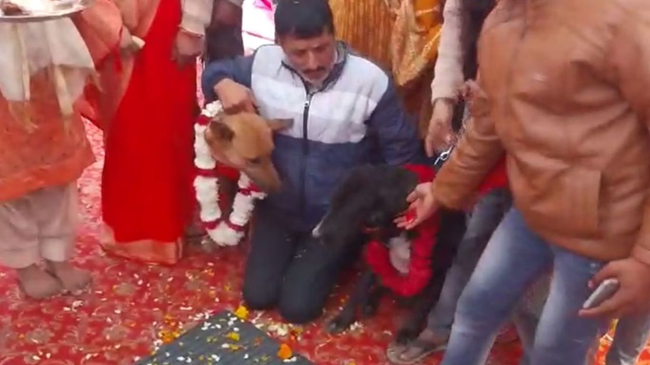 Viral Video : શ્વાનના અનોખા લગ્ન થયા વાયરલ, સાત ફેરા સાથે જયમાળા પહેરી એકબીજાના થયા ટોમી અને જૈલી