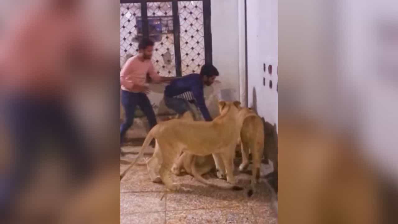 Instagram Viral Video : સિંહણએ માણસને જોઈને કર્યો હુમલો, વાયરલ વીડિયો જોઈને થઈ જશો હેરાન