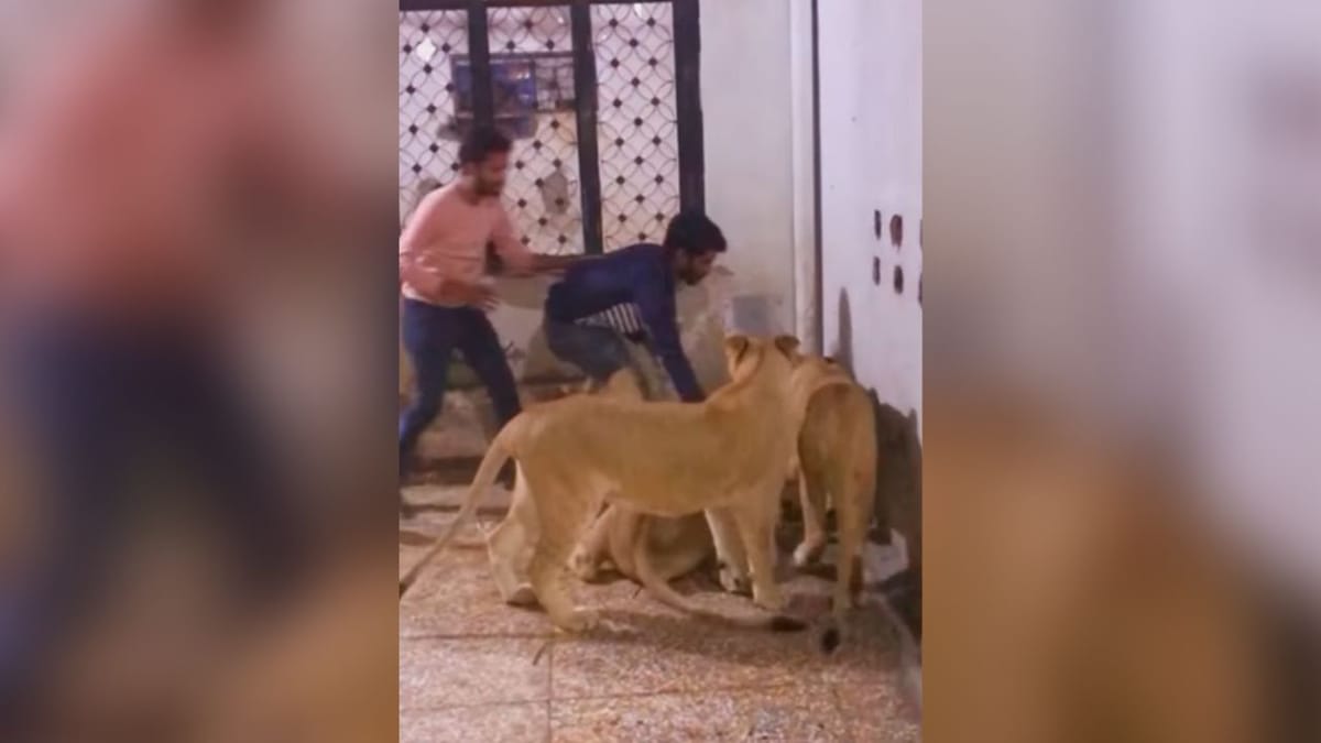 Instagram Viral Video : સિંહણએ માણસને જોઈને કર્યો હુમલો, વાયરલ વીડિયો જોઈને થઈ જશો હેરાન Instagram Viral Video : સિંહણએ માણસને જોઈને કર્યો હુમલો, વાયરલ વીડિયો જોઈને થઈ જશો હેરાન