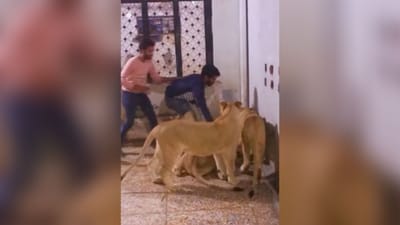 Instagram Viral Video : સિંહણએ માણસને જોઈને કર્યો હુમલો, વાયરલ વીડિયો જોઈને થઈ જશો હેરાન