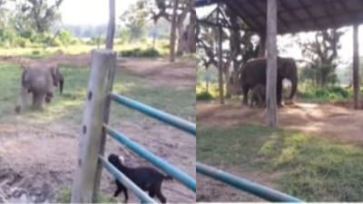 Viral Video : બકરીને જોઈ ડરીને ભાગી ગયુ હાથીનું બચ્ચુ, યુઝર્સને ખુબ ગમ્યો આ ક્યૂટ વીડિયો