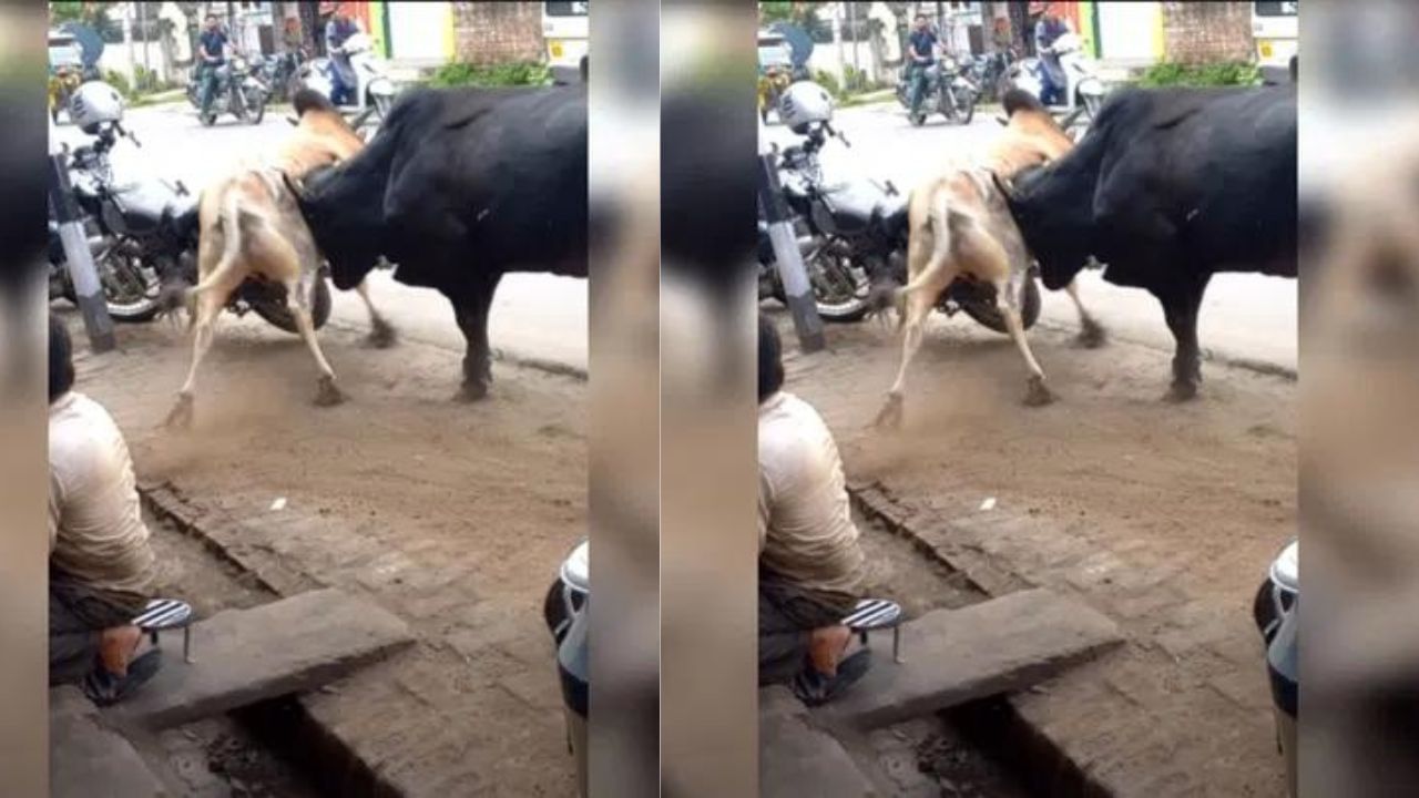 Viral Video : રસ્તા પર લડી પડયા બે આખલા, લડાઈના ચોંકાવનારા દ્રશ્યો થયા વાયરલ