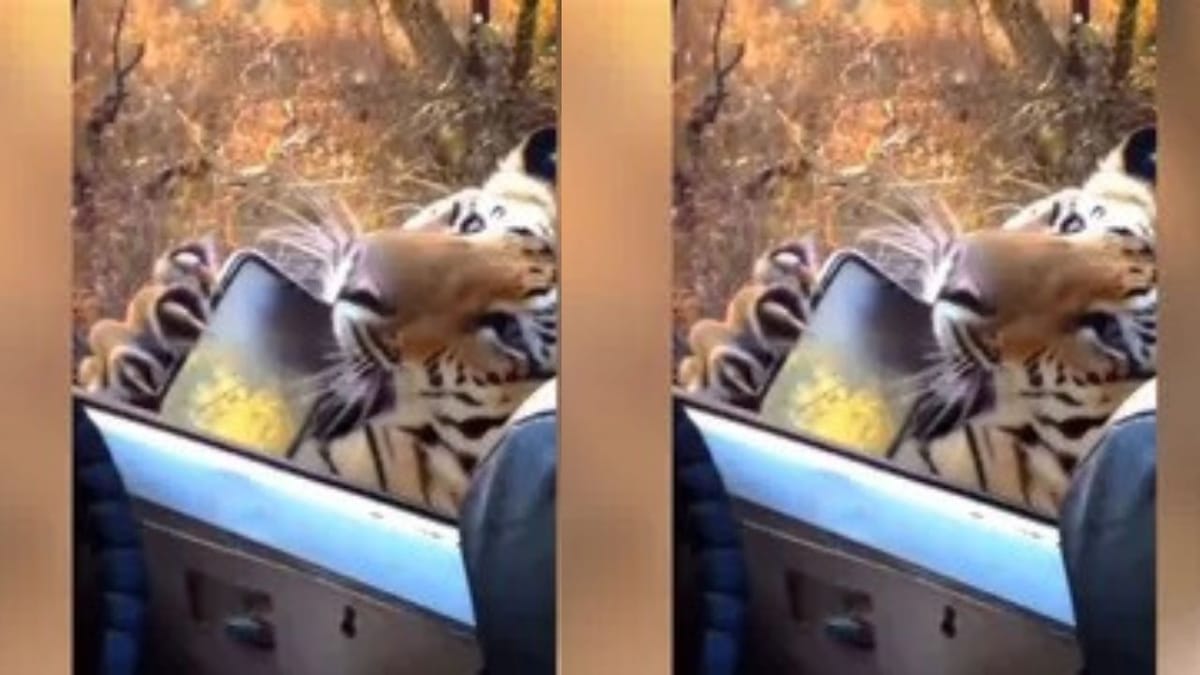 Viral Video : ટૂરિસ્ટના સામે આવી ગયો વાઘ, રુંવાટા ઉભા કરી દેતો વીડિયો થયો વાયરલ