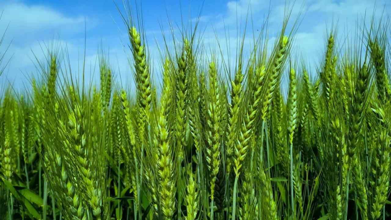 Wheat Crop: ઘઉંના પાકમાં આવતા મુખ્ય રોગો, નિયંત્રણ માટે ખેડૂતો આ બાબતોની રાખે કાળજી