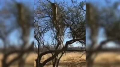 Insta Viral Video : બાજ પક્ષી ઉપર ભારે પડી ગઈ ચિતે કી ચાલ, ચિત્તા સાથેનો અટકચાળો બાજને ભારે પડી ગયો જુઓ Viral Video