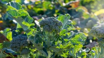 બ્રોકોલીની ખેતીથી ખેડૂતો કમાઈ રહ્યા છે અઢળક રૂપિયા, કિંમત જાણીને તમે ચોંકી જશો