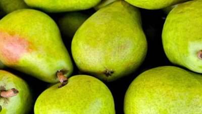 નાશપતીની ખેતીથી ખેડૂતો કરી શકે છે લાખોની કમાણી, જાણો શું છે ડબલ નફો મેળવવાનો આસાન રસ્તો