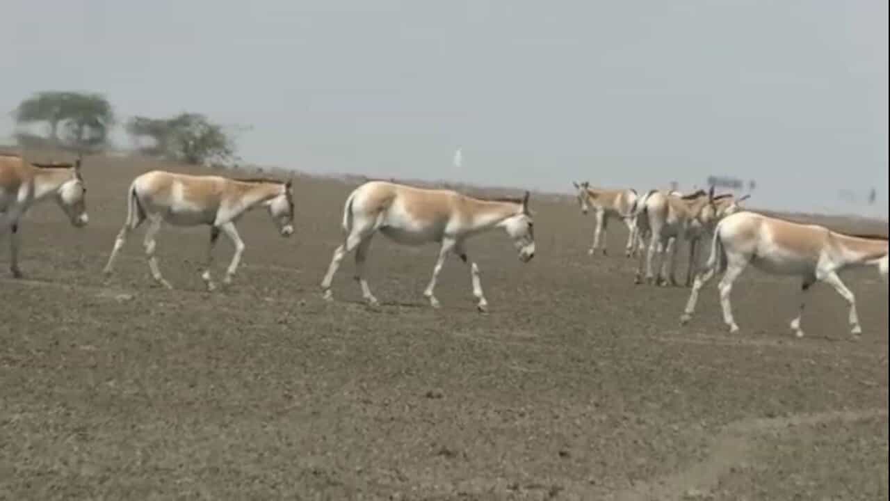 Video: સુરેન્દ્રનગરના મૂળીમાં ઘુડખરોનું ટોળુ આવી ચડતા ખેડૂતોની વધી ચિંતા, ઉભા પાકને પહોંચાડી રહ્યા છે નુકસાન