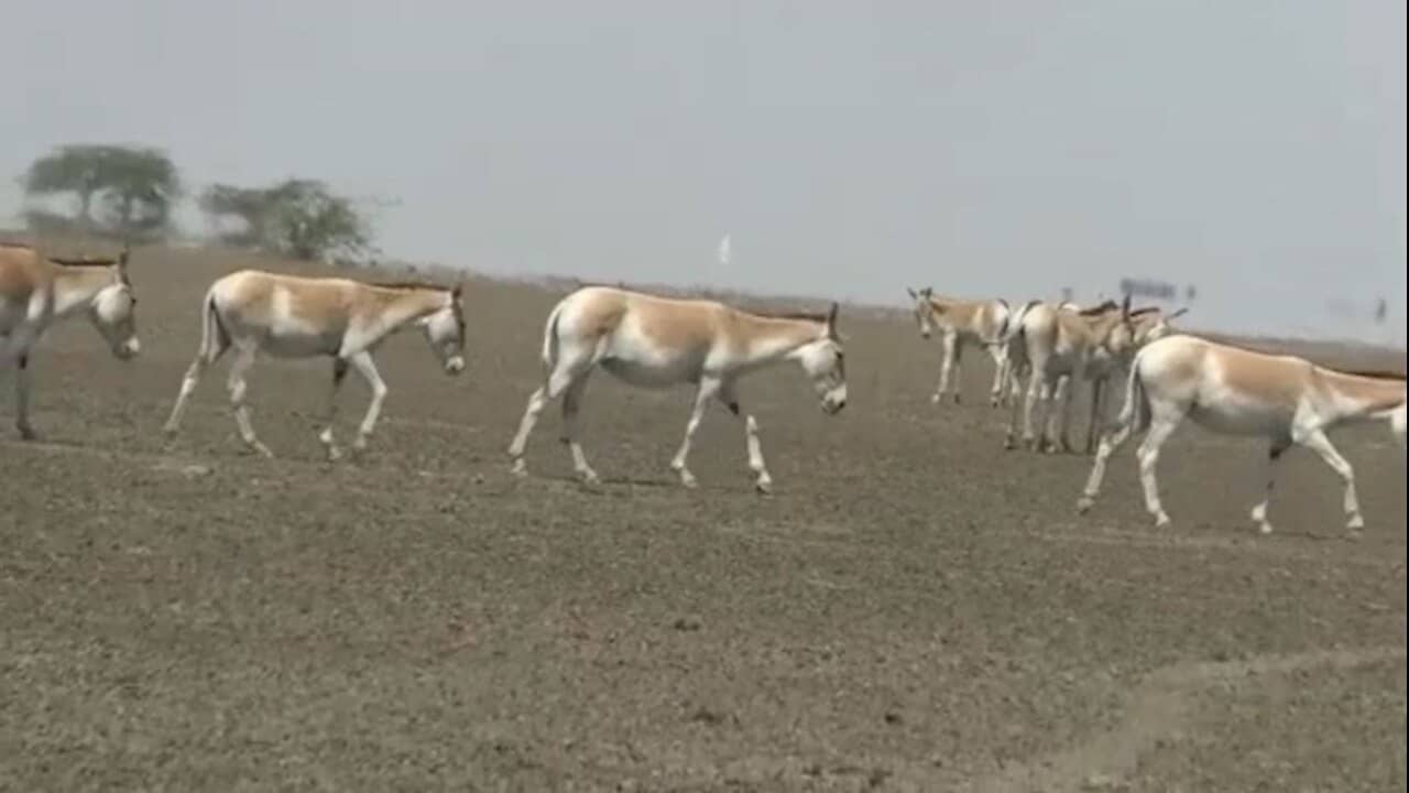 Video: સુરેન્દ્રનગરના મૂળીમાં ઘુડખરોનું ટોળુ આવી ચડતા ખેડૂતોની વધી ચિંતા, ઉભા પાકને પહોંચાડી રહ્યા છે નુકસાન