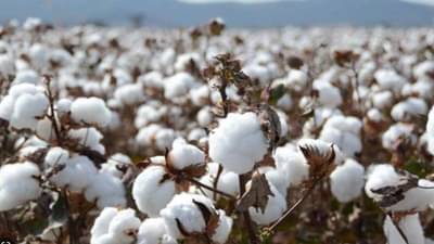 શું કપડાં મોંઘા થશે ? આ રાજ્યોમાં કપાસના ઉત્પાદનમાં મોટો ઘટાડો થવાની સંભાવના છે