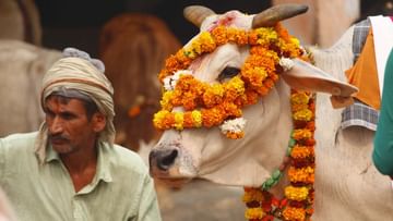 Cow Killings : જે દિવસે ગૌહત્યા બંધ થશે તે દિવસથી ધરતીની સમસ્યાઓનો અંત આવશે, તાપી કોર્ટના જજએ કરી ટિપ્પણી