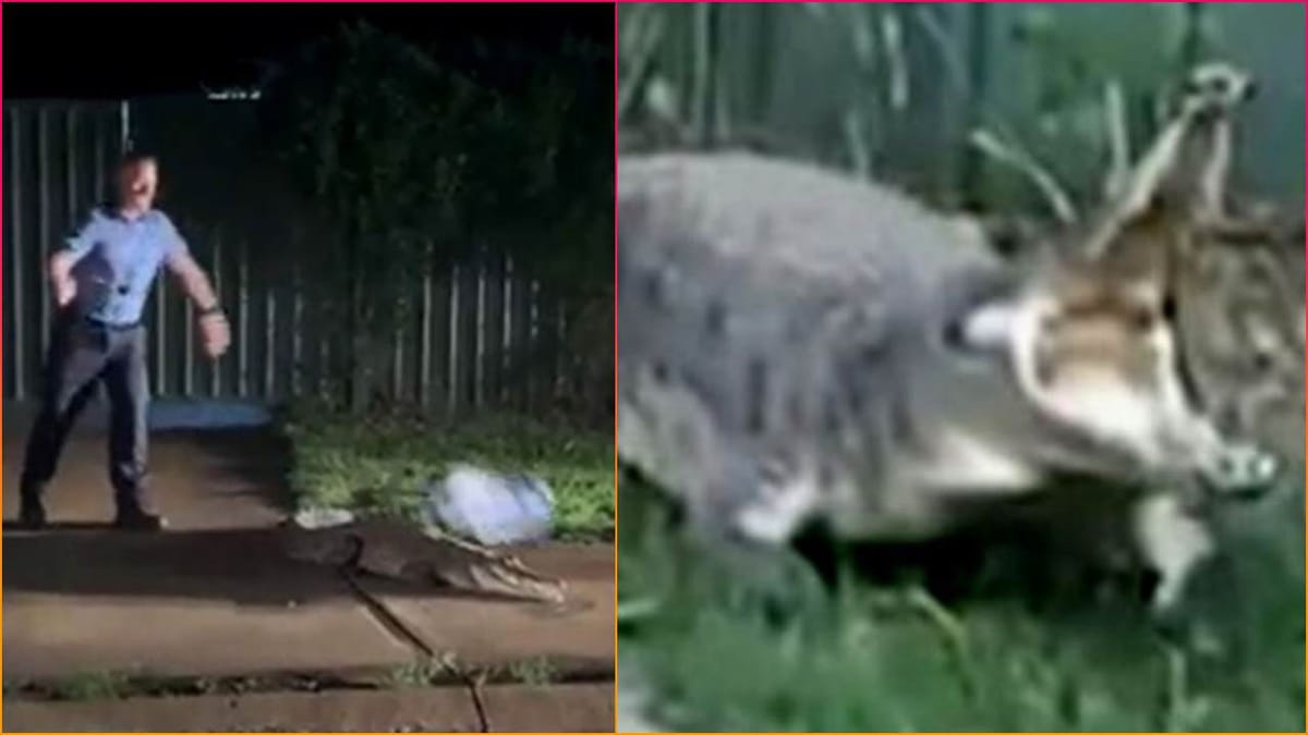 રસ્તા પર ભયાનક મગર રખડતો જોવા મળ્યો, લોકોએ ગભરાઈને દરવાજા કર્યા બંધ, જુઓ Viral Video