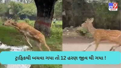 Maharashtra News: મહારાષ્ટ્રમાં હ્રદય કંપાવનારી ઘટના, ટ્રાફિકથી ઘબરાયેલા હરણો પુલ પરથી નીચે ખાબકતા 12નાં મોત, જુઓ VIDEO
