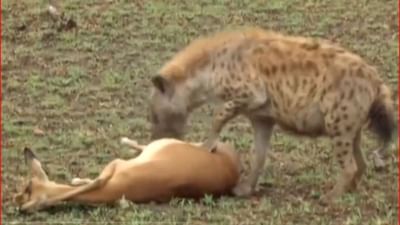 Twitter Video : હરણે જીવ બચાવવા કર્યુ કંઈક આવું, શિકારીને ધૂળ ચટાડી થયું છુમંતર, જુઓ Video