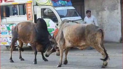Devbhoomi Dwarka: રાજ્યભરમાં રખડતા ઢોરનો ત્રાસ યથાવત, ખંભાળિયામાં ઢોરે ધડબડાટી મચાવતા લોકોમાં અફરાતફરીનો માહોલ, જુઓ Video