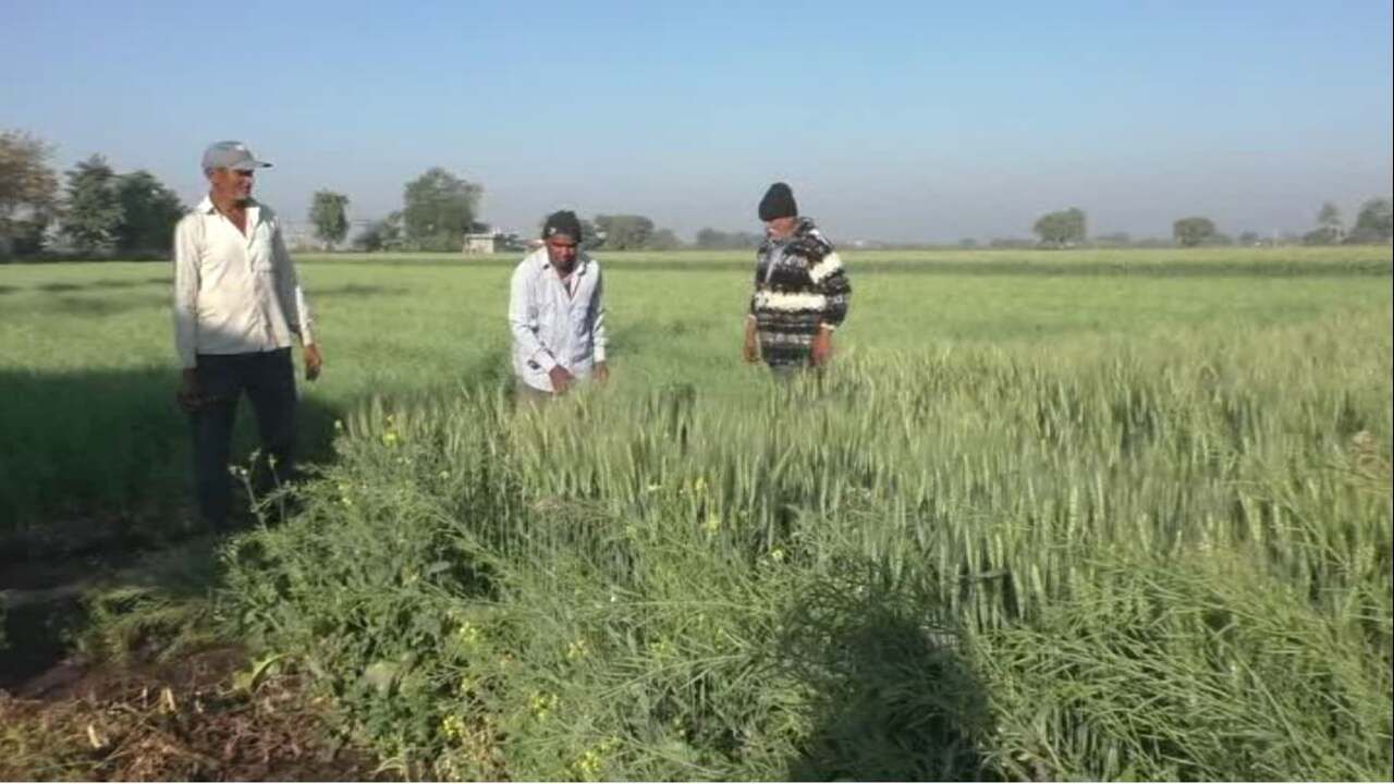 Video: Farmers of Dhoraji want to start buying wheat at subsidized price in the hope of getting good price of wheat