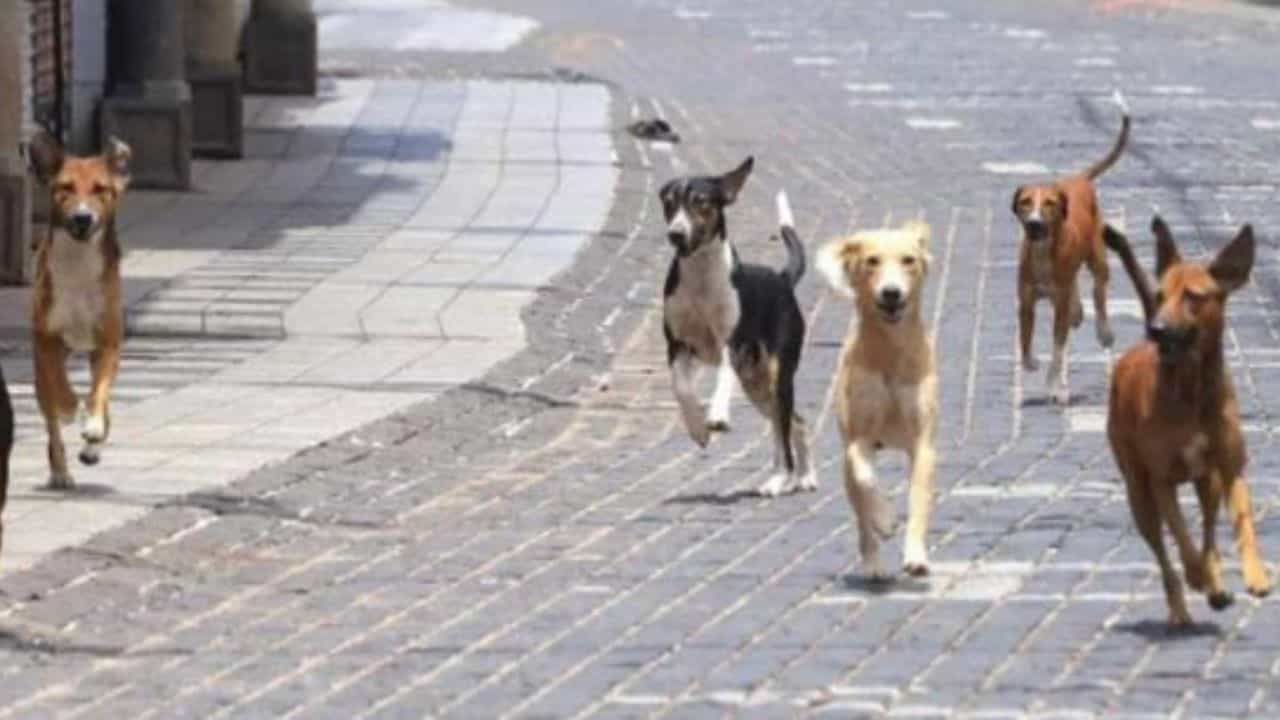 Bhavanagar : શ્વાનના ત્રાસથી શહેરીજનોમાં ફફડાટ, ખસીકરણની કામગીરી ગોકળગતિએ, જુઓ Video