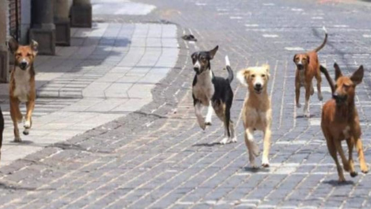 Bhavanagar : શ્વાનના ત્રાસથી શહેરીજનોમાં ફફડાટ, ખસીકરણની કામગીરી ગોકળગતિએ, જુઓ Video Bhavanagar : શ્વાનના ત્રાસથી શહેરીજનોમાં ફફડાટ, ખસીકરણની કામગીરી ગોકળગતિએ, જુઓ Video