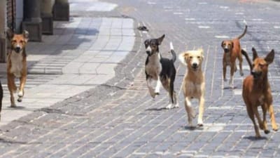 Bhavanagar : શ્વાનના ત્રાસથી શહેરીજનોમાં ફફડાટ, ખસીકરણની કામગીરી ગોકળગતિએ, જુઓ Video