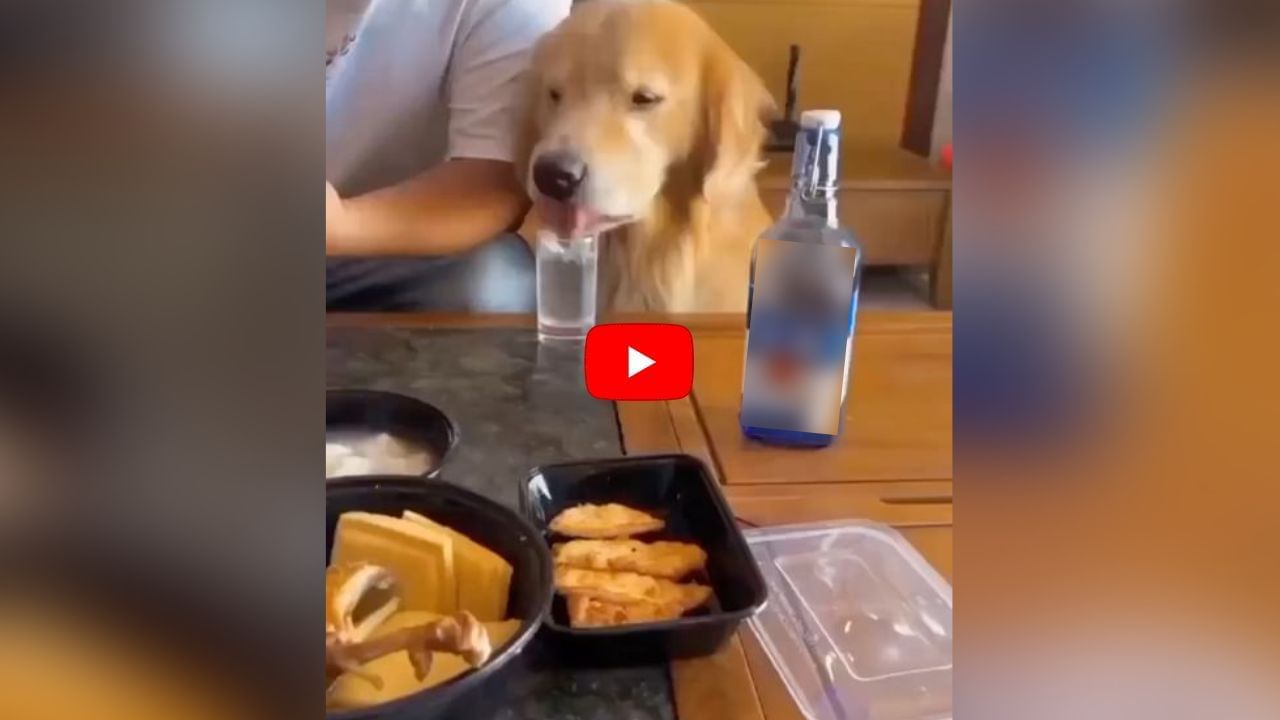 Funny Viral Video : દારૂ પીધા પછી કૂતરો થયો 'ટલ્લી', પછી શું થયું તે જુઓ વીડિયોમાં