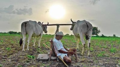 સારા સમાચાર ! આ પાકની ખેતી કરનારા ખેડૂતોને વગર વ્યાજે લોન મળશે, જલ્દી કરો આ કામ