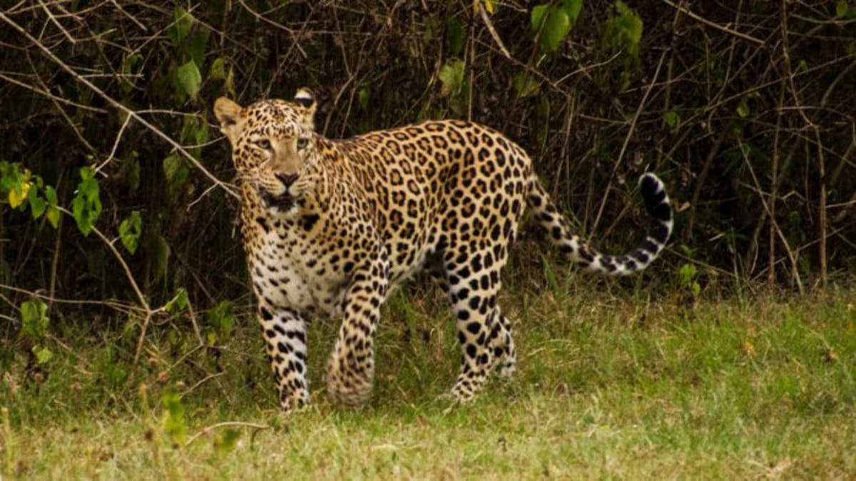 Rajkot : ઉપલેટાના મેરવદળ ગામે દીપડાનો આતંક, હુમલાના પગલે 3 વર્ષની બાળકીનું મોત